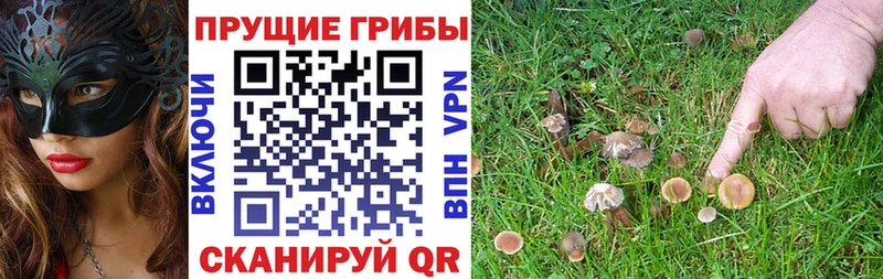 Псилоцибиновые грибы Psilocybe  наркотики  Видное 